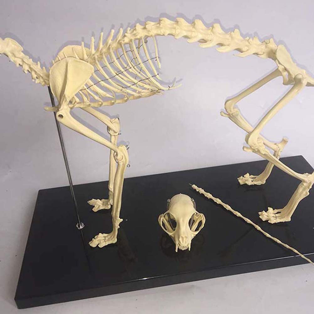 Amazon.co.jp: 1：解剖学的モデルペットの猫の骨の動物の骨格標本の